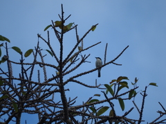 Hemipus hirundinaceus