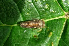 Allygidius atomarius