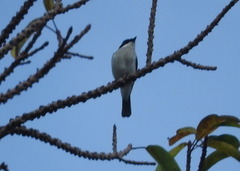 Hemipus hirundinaceus