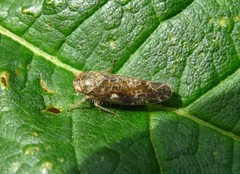 Allygidius atomarius