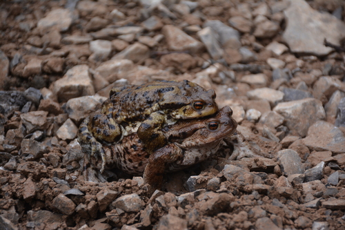 Eichwald's Toad, Bufo eichwaldi