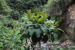 Miconieae