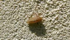 Macustus grisescens