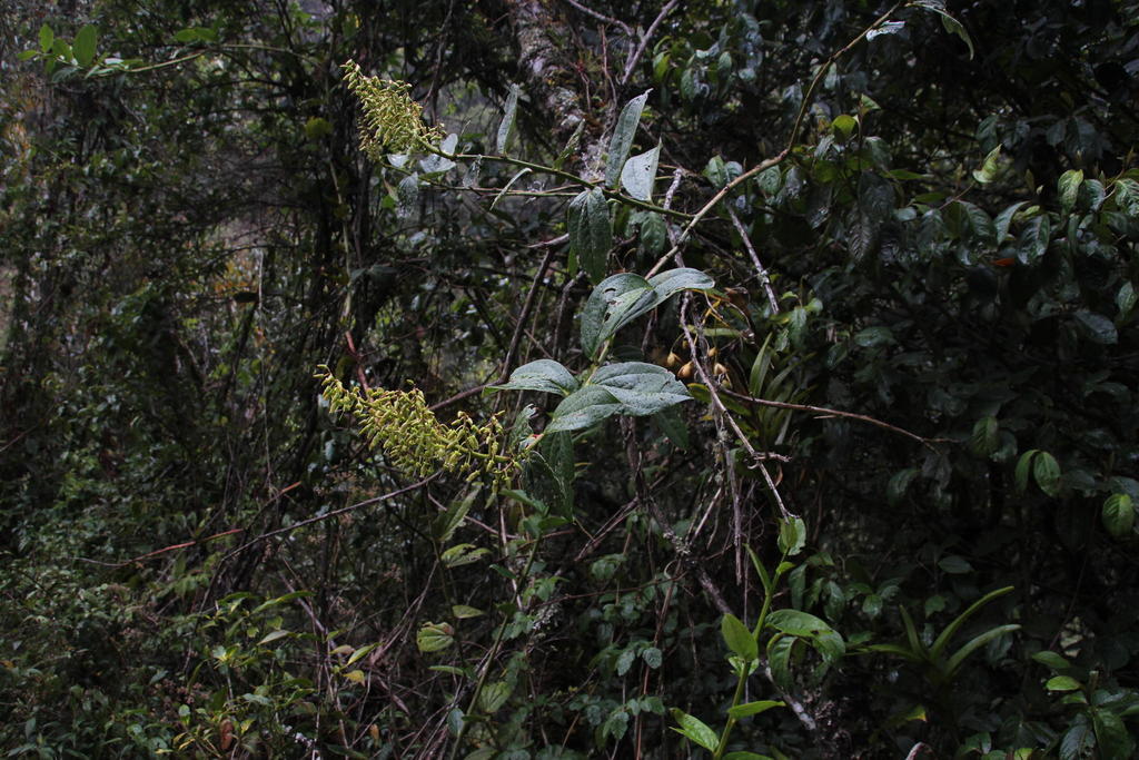 Cavendishia martii (Cavendishia martii)