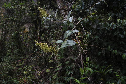 Cavendishia martii (Cavendishia martii)