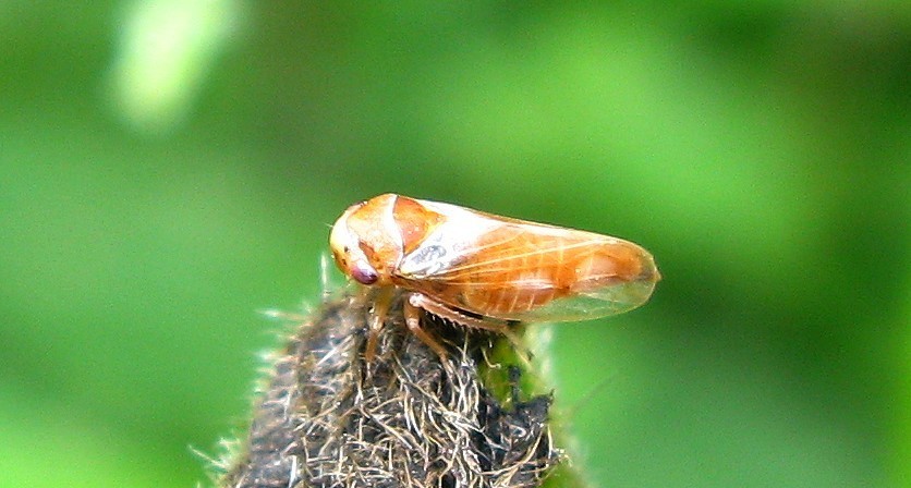 Oncopsis avellanae