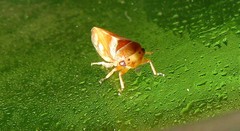 Oncopsis avellanae
