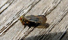 Oncopsis flavicollis