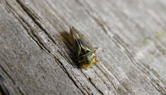 Oncopsis flavicollis