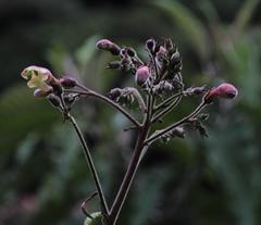Nicotiana tomentosa