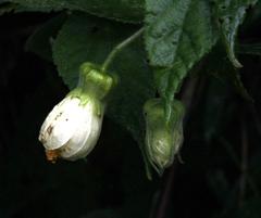 Abutilon sylvaticum