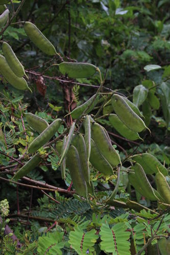 Mysore Thorn
