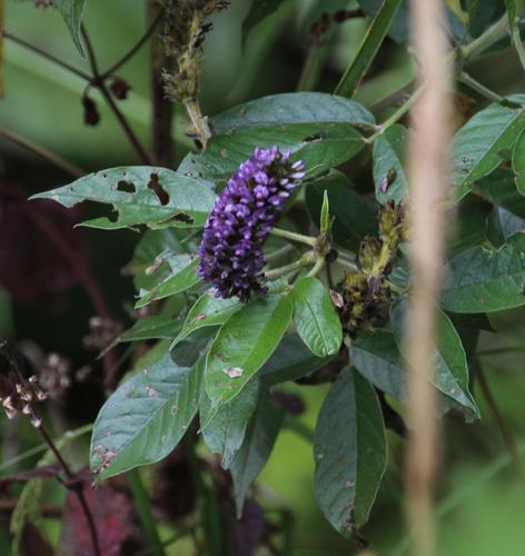 Otholobium pubescens · iNaturalist