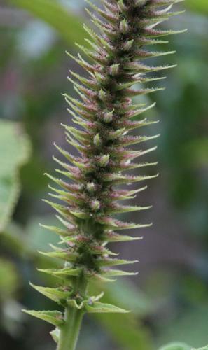 Acalypha peruviana