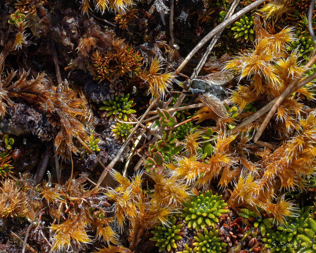 Hyadesimyia clausa