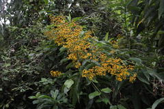 Dendrophorbium