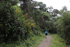 Dendrophorbium