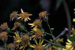 Dendrophorbium