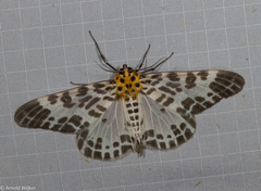 Pogonopygia nigralbata