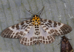 Pogonopygia nigralbata