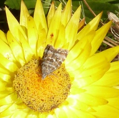 Asterivora lampadias