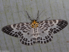 Pogonopygia nigralbata