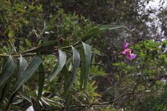 Sobralia dichotoma
