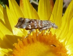 Asterivora lampadias