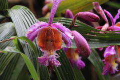 Sobralia dichotoma
