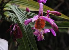 Sobralia dichotoma