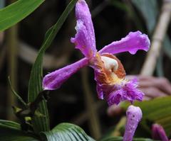 Sobralia dichotoma
