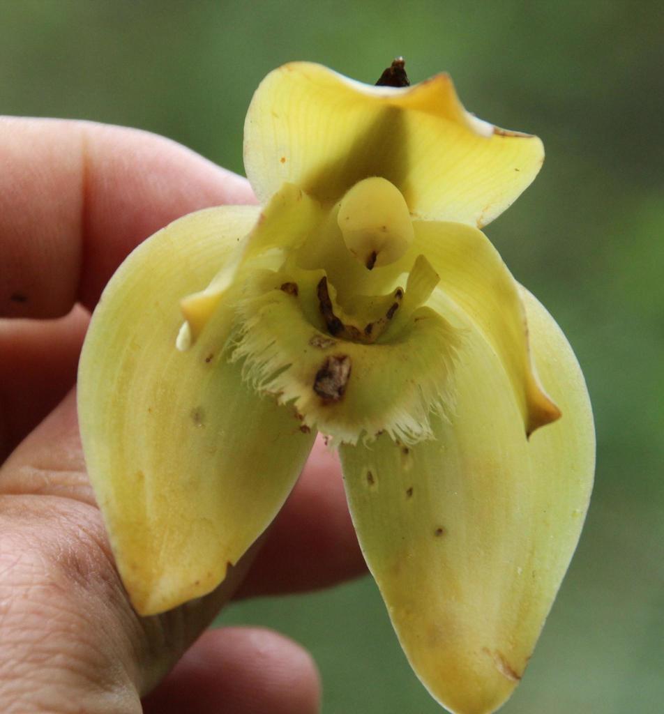 Ida ciliata