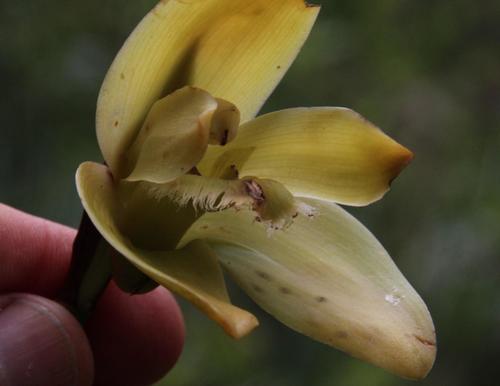 Ida ciliata, photograph 4