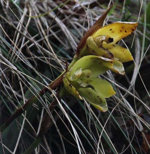 Ida ciliata, photograph 5