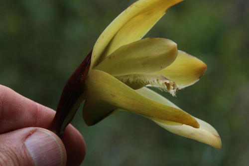 Ida ciliata, photograph 6