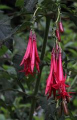 Fuchsia boliviana