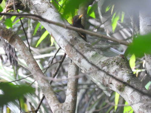 Blythipicus rubiginosus