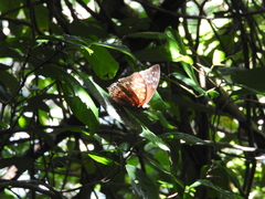 Charaxes durnfordi