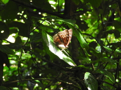 Charaxes durnfordi