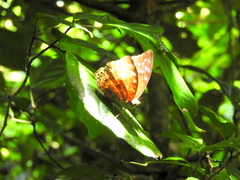 Charaxes durnfordi