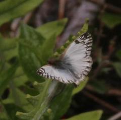 Heliopetes omrina
