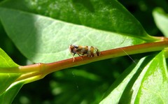 Tachycixius venustulus