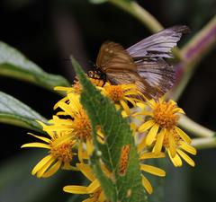 Dendrophorbium