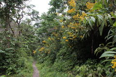 Dendrophorbium