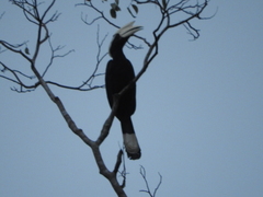 Anthracoceros malayanus