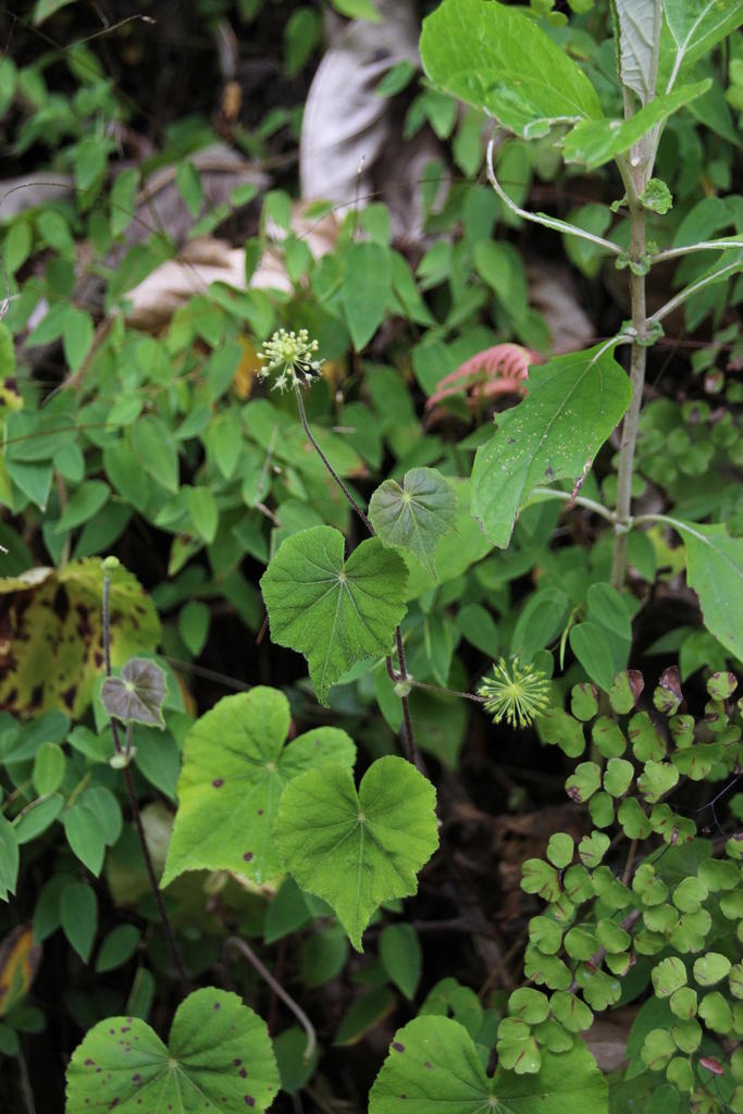 Hydrocotyle acutifolia