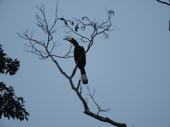 Anthracoceros malayanus