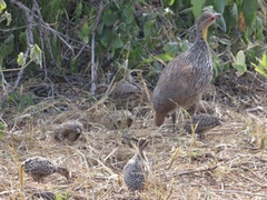Pternistis leucoscepus
