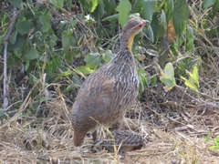 Pternistis leucoscepus