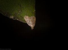 Tolpiodes oligolasia